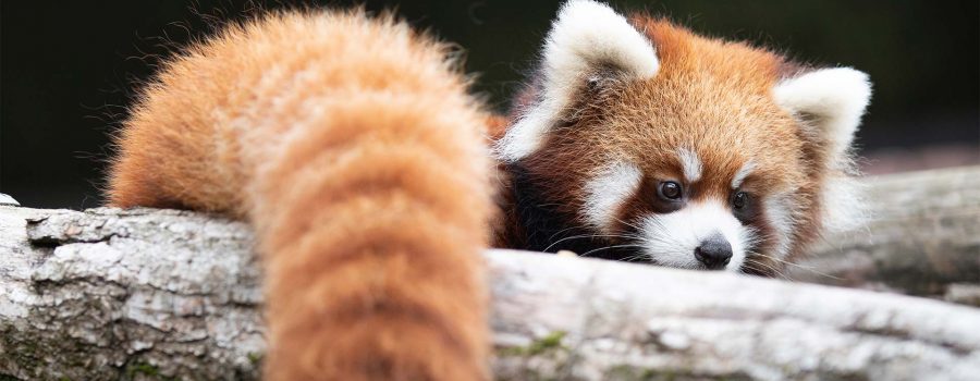 redpanda